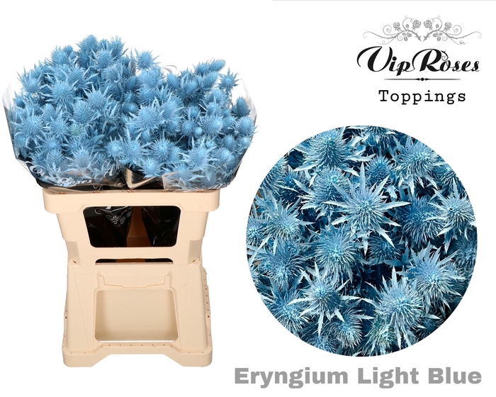 <h4>ERYNGIUM SUPERNOVA LIGHT BLUE 60cm</h4>