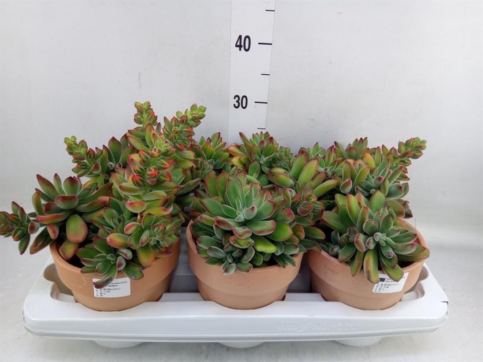 <h4>Echeveria   ...</h4>
