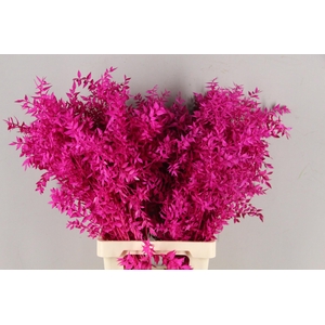 PF Ruscus 70cm Bs Erica