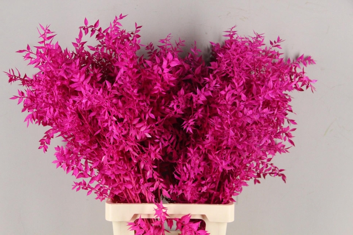 <h4>PF Ruscus 70cm Bs Erica</h4>