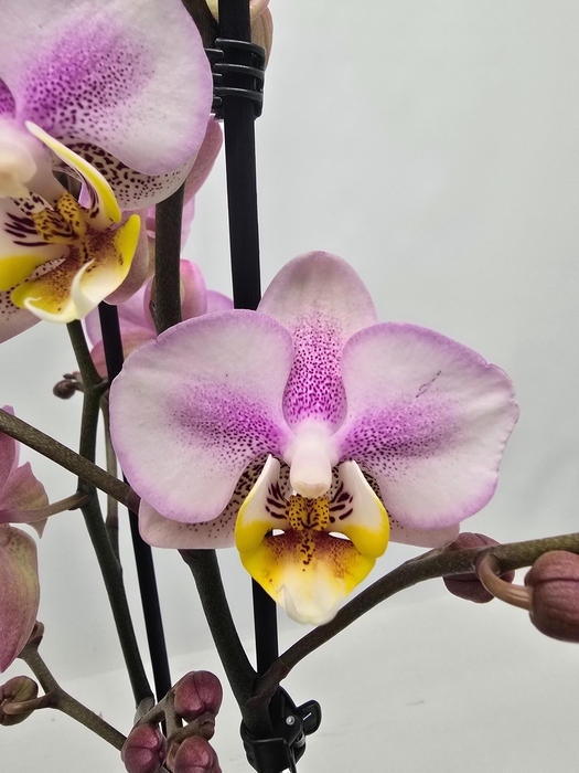 <h4>Limited 55 week 18</h4>