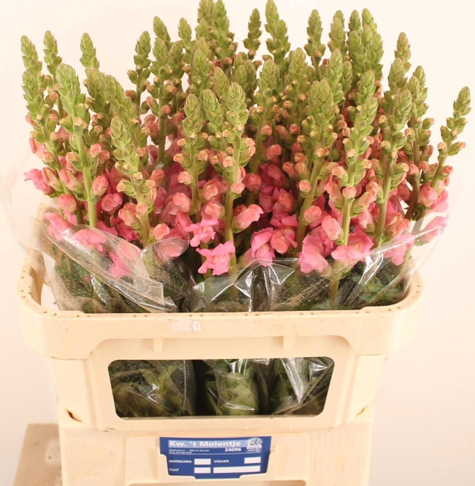 <h4>ANTIR POTO ROSE</h4>