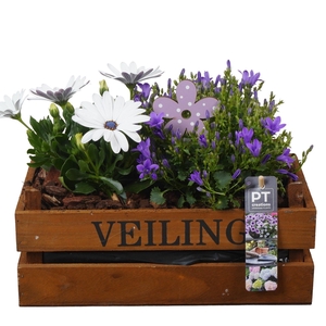 Arr.   Perkplanten L%
