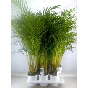 Dypsis lutescens   ...Chrysalidoca