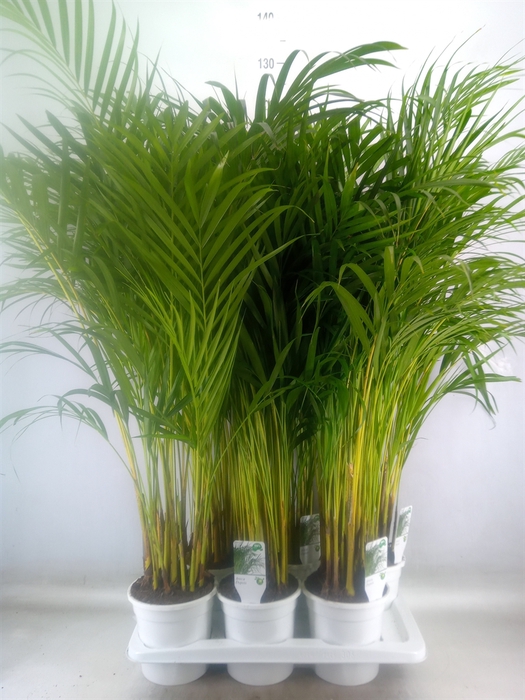 <h4>Dypsis lutescens   ...Chrysalidoca</h4>