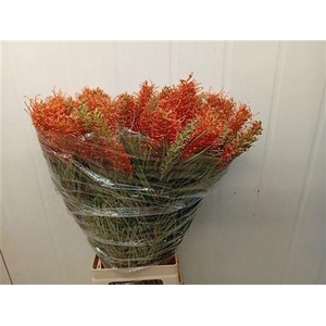 GREVILLEA COASTAL SUNSET