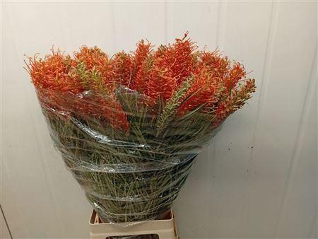 <h4>GREVILLEA COASTAL SUNSET</h4>