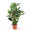 Monstera Deliciosa mosstok 120cm MoDe27Ms