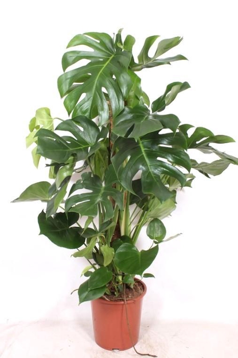 <h4>Monstera Deliciosa mosstok 120cm MoDe27Ms</h4>