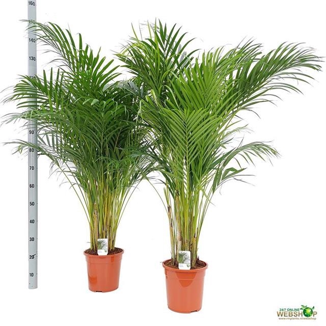 <h4>DYPSIS LUTESCENS</h4>