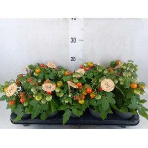 Solanum lycopersicum   ...