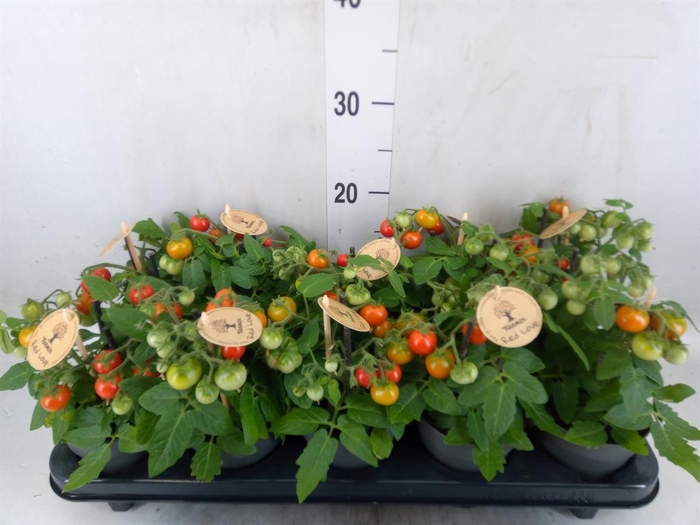 <h4>Solanum lycopersicum   ...</h4>