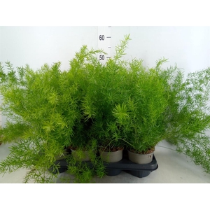 Asparagus dens. 'Sprengeri'