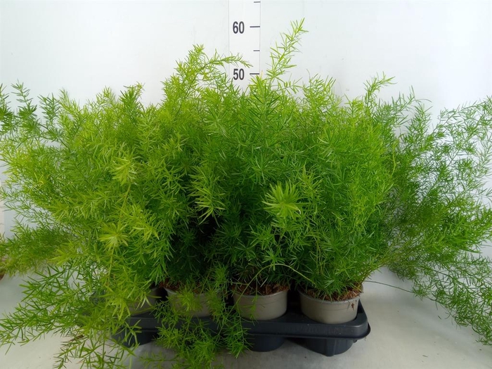 <h4>Asparagus dens. 'Sprengeri'</h4>