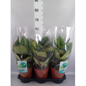 Alocasia  'Platinum'