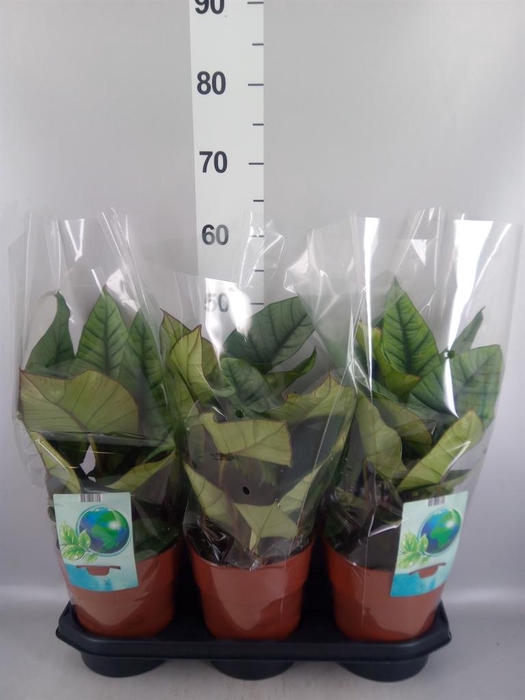 <h4>Alocasia  'Platinum'</h4>