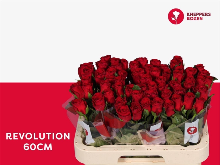 <h4>R Gr Revolution</h4>