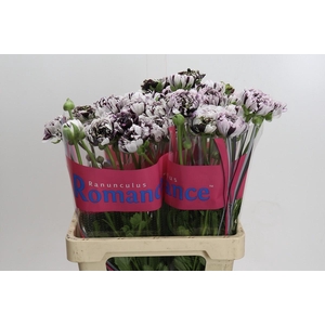 Ranunculus Brushmark Estrada