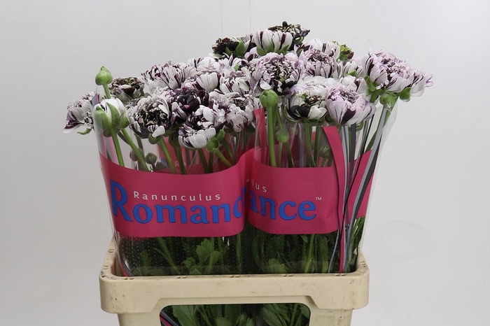 Ranunculus Brushmark Estrada