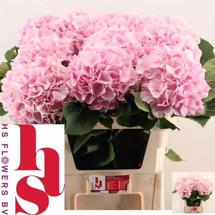 <h4>HYDR M CH VERENA</h4>