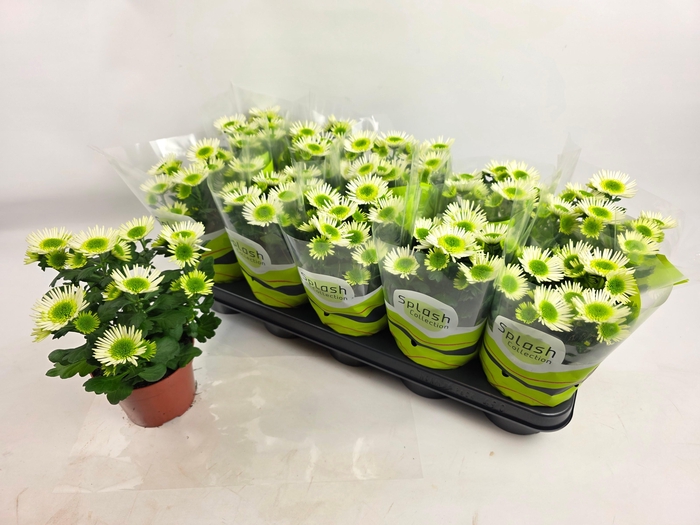 <h4>CHRYS SPLASH MEADOW</h4>