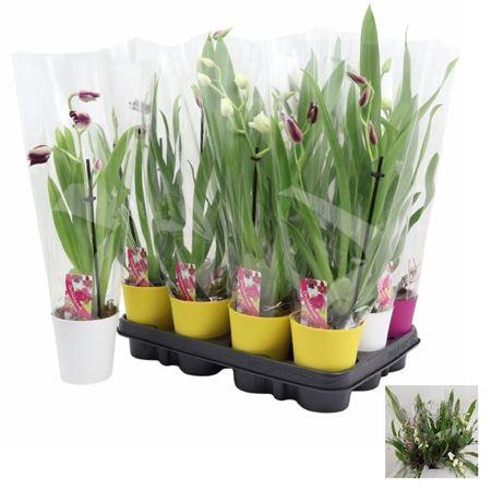 Milton Gem 1 Branche In Deco Pot