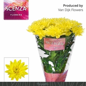 Chr T Baltica Yellow