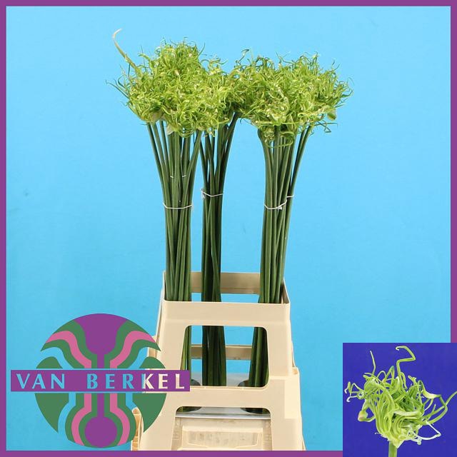 <h4>ALLIUM FIDO DIDO</h4>