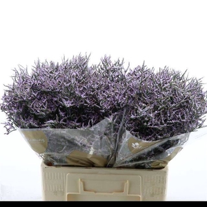 LIM SAF LILAC