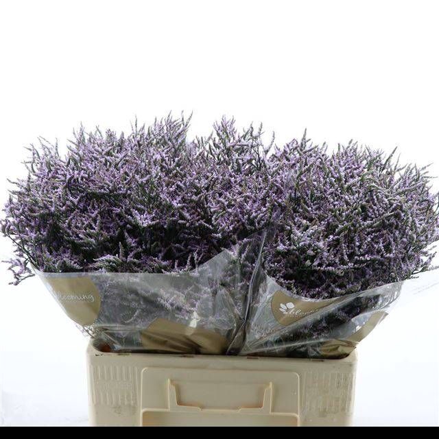<h4>LIM SAF LILAC</h4>