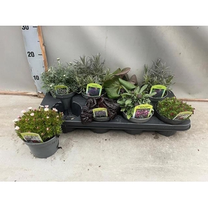 VASTE PLANT GEM 6 SO