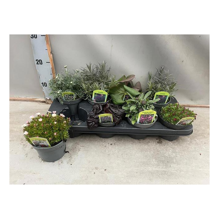 <h4>VASTE PLANT GEM 6 SO</h4>