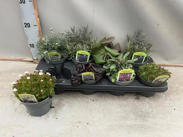 VASTE PLANT GEM 6 SO