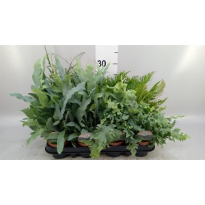 Ferns   ...mix
