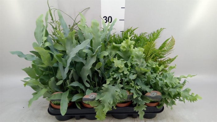 <h4>Ferns   ...mix</h4>