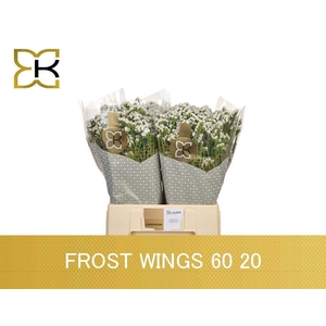 LIM S FROST WINGS