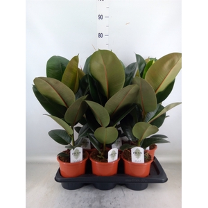 Ficus elastica 'Robusta'