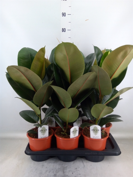 <h4>Ficus elastica 'Robusta'</h4>