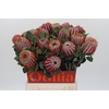 Banksia Coccinea