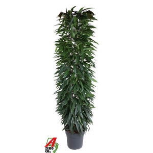 Ficus Alii King zuil P35 (NO GAP)