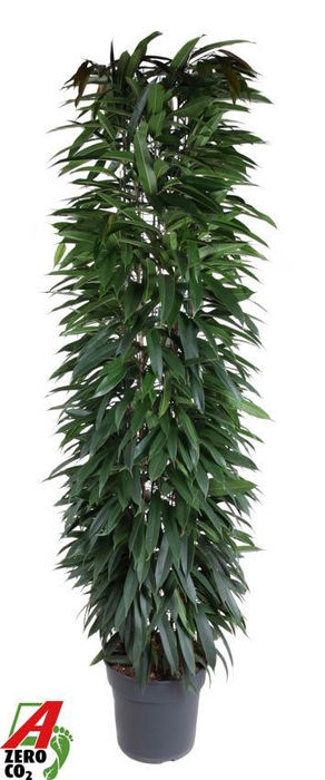 Ficus Alii King zuil P35 (NO GAP)