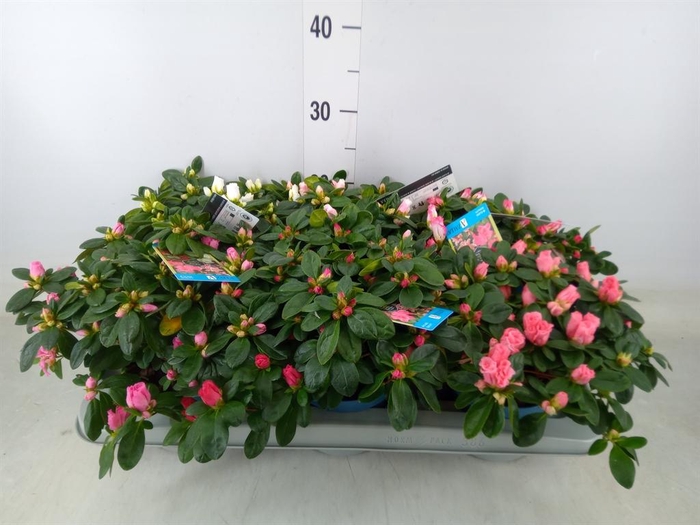 <h4>Rhododendron sim. 'Hellmut V' .mix6</h4>