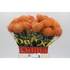 Nutans Ayoba Orange