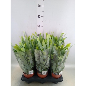 Phlebodium aureum 'Blue Star'