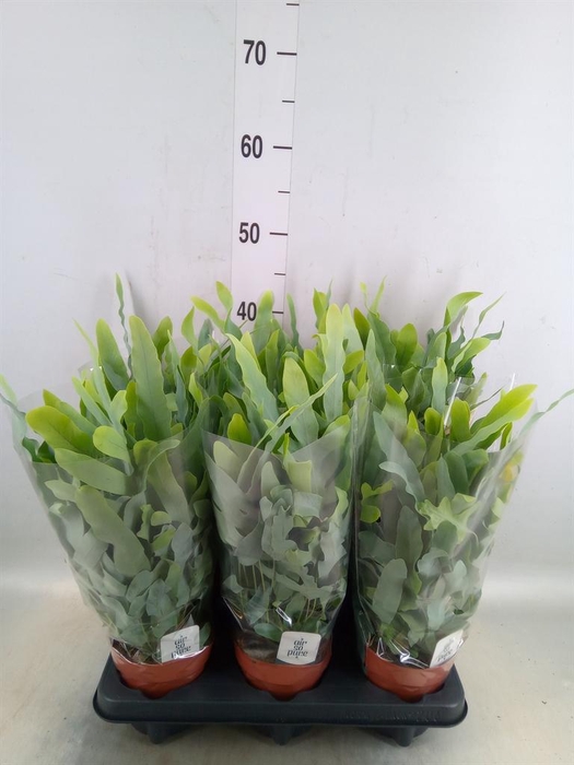 <h4>Phlebodium aureum 'Blue Star'</h4>