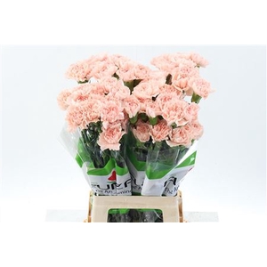 Di St Peach Novia