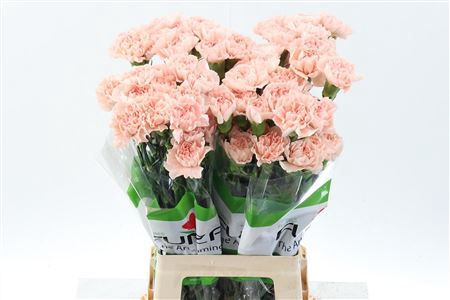 <h4>DI ST PEACH NOVIA</h4>