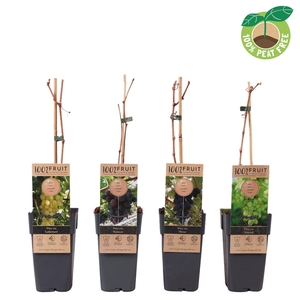 Vitis vinifera mix laag, P15 (pitloos)