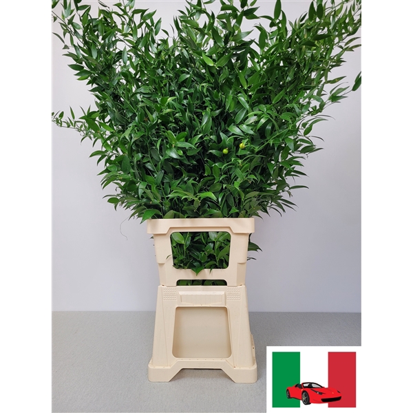 <h4>RUSCUS PER TAK</h4>