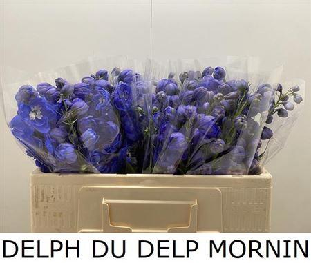 <h4>Delph Du Delp Mornin</h4>